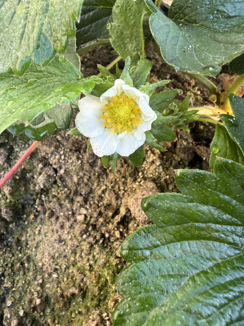 今年的碗苗上花快