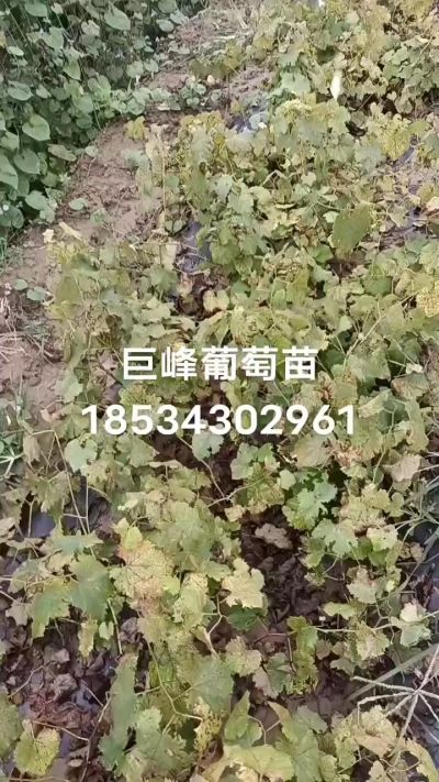出售早熟巨峰葡萄苗。药用连翘苗，科研五号优质种苗，2/5年苗，药用连翘树，挂果树，全国包邮到家！财富密码18534302961