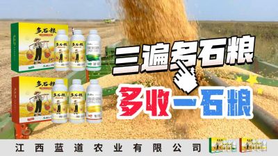 冬季种植，油菜，小麦，草莓等作物的，出现了除草剂药害，黄叶，僵苗，苗不长等问题，马上用多石粮，确保5天见到效果。