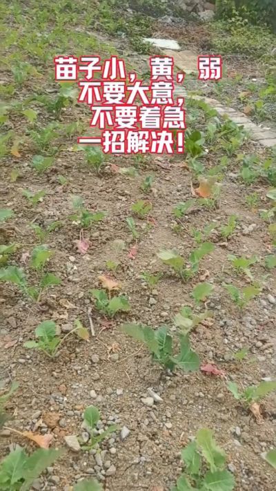 油菜苗子弱苗子小，就用多石粮，5天见效果。
