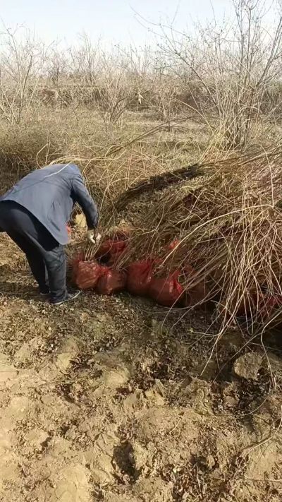 出售药用连翘苗，科研五号优质种苗，2/5年苗，药用连翘树，挂果树，全国包邮到家！财富密码18534302961出售药用连翘苗，科研五号优质种苗，2/5年苗，药用连翘树，挂果树，全国包邮到家！财富密码1