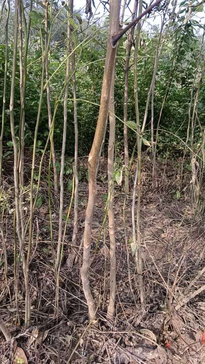 出售臭椿苗，巨峰葡萄苗。药用连翘苗，科研五号优质种苗，2/5年苗，药用连翘树，挂果树，全国包邮到家！财富密码18534302961