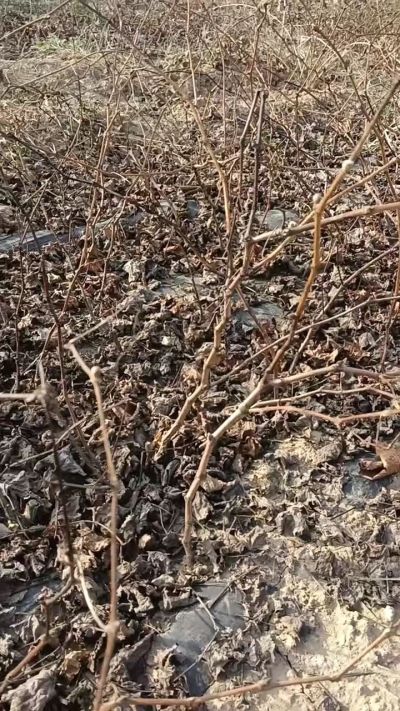 户太八号葡萄苗，，一年扦插苗，需要联系我