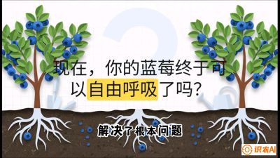 第3节：别把树&ldquo;憋死&rdquo;&mdash;&mdash;正确的定植与换盆手法,   课程：《蓝莓&ldquo;高产&rdquo;实战课：从选苗到丰收的10个关键点》