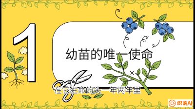 第6节：修剪决定产量（上）&mdash;&mdash;幼苗期与生长期修剪， 课程：《蓝莓&ldquo;高产&rdquo;实战课：从选苗到丰收的10个关键点》