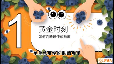 第10节：完美的&ldquo;果粉&rdquo;&mdash;&mdash;采摘时机与保鲜， 课程：《蓝莓&ldquo;高产&rdquo;实战课：从选苗到丰收的10个关键点》