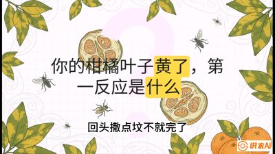 第一节：保命生死线&mdash;&mdash;黄龙病与木虱，课程：《柑橘十大病虫害：从入门到精通》