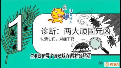 第06节：顽固虫害防治&mdash;&mdash;&ldquo;钻心虫与红蜘蛛，打准时间才服输&rdquo;《槟榔种植：从不懂到精通的10堂必修课》