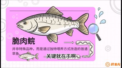 第六节：【老品升级&middot;脆肉鲩】如何让草鱼身价翻倍？，课程：《黄金鳞甲：2025中国淡水鱼高效养殖实战营》
