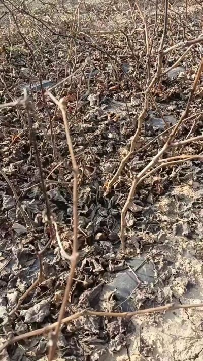 户太八号葡萄苗，一年扦插苗，需要联系，全国包邮到家。18534302961