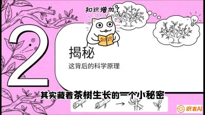 第04节（修剪篇）：树势复活术：从&ldquo;越剪越弱&rdquo;到&ldquo;枝繁叶茂&rdquo;的能量管理与夏秋茶逆袭，课程：《茶金时代：从&ldquo;看天吃饭&rdquo;到&ldquo;精准控局&rdquo;的茶叶高产提质实战课》