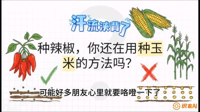 第1节：【品种定江山】工业辣椒vs小米辣：底肥公式与密度陷阱的&ldquo;百万生意经&rdquo;，课程：《辣椒种植实战特训营，从工业辣椒到精品小米辣，教你如何把&ldquo;草&rdquo;种成&ldquo;金&rdquo;》