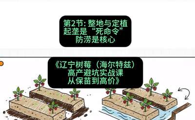 第二节： 整地与定植&mdash;&mdash;起垄是&ldquo;死命令&rdquo;，防涝是核心，课程：《辽宁树莓（海尔特兹）高产避坑实战课：从保苗到高价》