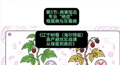 第五节： 病害阻击&mdash;&mdash;专治&ldquo;绝症&rdquo;根腐病与灰霉病，课程：《辽宁树莓（海尔特兹）高产避坑实战课：从保苗到高价》