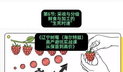 第六节： 采收与分级&mdash;&mdash;鲜食与加工的&ldquo;生死时速&rdquo;，课程：《辽宁树莓（海尔特兹）高产避坑实战课：从保苗到高价》