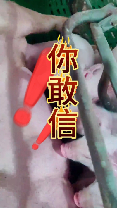 小猪抢不到奶，干瘦不长肉？成活率总上不去？😭
自从用上南商农科这款仔猪补奶机，再也没这烦恼！
✅ 一键设置下料参数，新手也能上手
✅ 恒温补奶，小猪抢着喝，长势超均匀
从车间精工组装到猪场落地使用，每