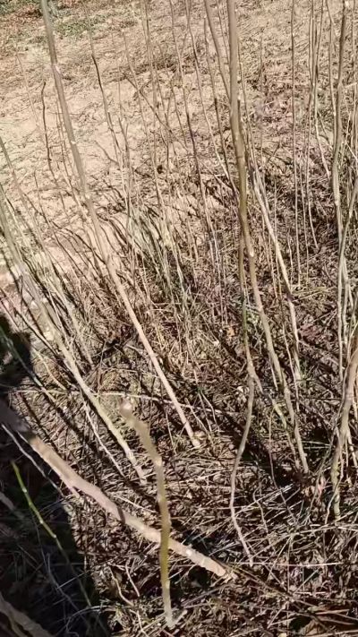 出售臭椿苗，巨峰葡萄苗。药用连翘苗，科研五号优质种苗，2/5年苗，药用连翘树，挂果树，全国包邮到家！财富密码18534302961