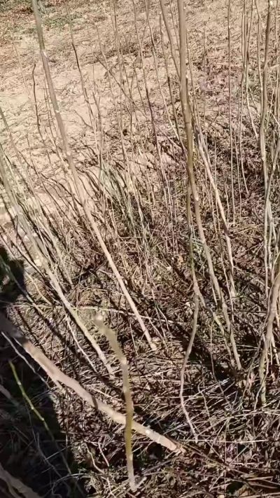 出售臭椿苗，巨峰葡萄苗。药用连翘苗，科研五号优质种苗，2/5年苗，药用连翘树，挂果树，全国包邮到家！财富密码18534302961