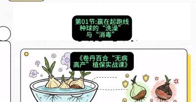 第01节：赢在起跑线&mdash;&mdash;种球的&ldquo;洗澡&rdquo;与&ldquo;消毒&rdquo;，课程：《卷丹百合&ldquo;无病高产&rdquo;植保实战课》#识农AI