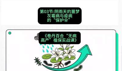 第03节：阴雨天的噩梦&mdash;&mdash;灰霉病与疫病的&ldquo;保护伞&rdquo;，课程：《卷丹百合&ldquo;无病高产&rdquo;植保实战课》#识农AI