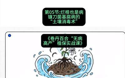 第05节：烂根也是病&mdash;&mdash;镰刀菌基腐病的&ldquo;土壤消毒术&rdquo; ，课程：《卷丹百合&ldquo;无病高产&rdquo;植保实战课》#识农AI
