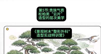 第05节：贵族气质&mdash;&mdash;松柏类&ldquo;云片&rdquo;造型的层次美学，课程：《景观树木&ldquo;整形外科&rdquo;造型实战特训营》#识农AI