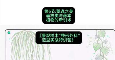第06节：飘逸之美&mdash;&mdash;垂枝类与藤本植物的牵引术，课程：《景观树木&ldquo;整形外科&rdquo;造型实战特训营》#识农AI