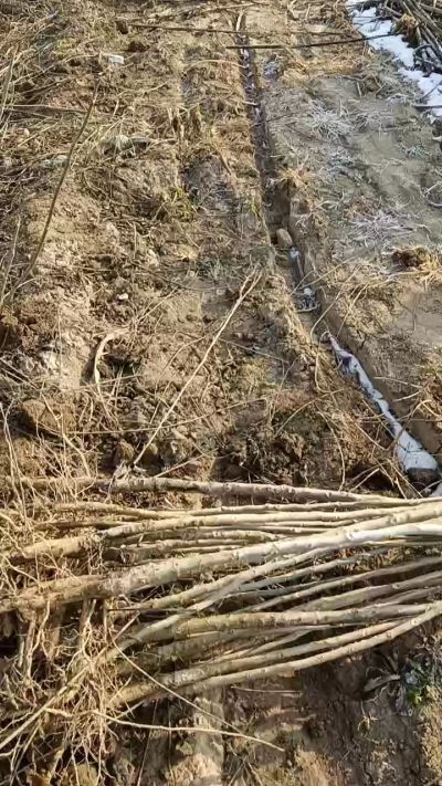 臭椿树苗，一年苗，需要联系18534302961