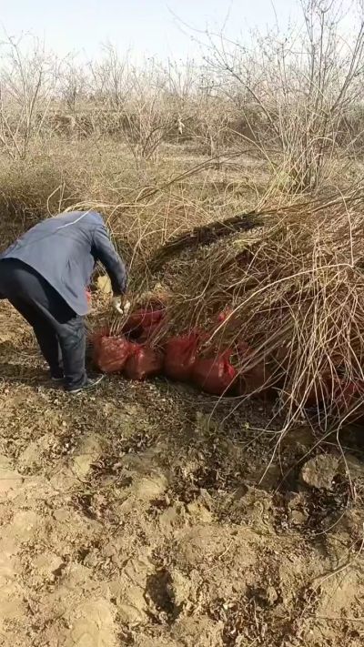 出售药用连翘苗，科研五号优质种苗，2/5年苗，药用连翘树，挂果树，全国包邮到家！财富密码18534302961出售药用连翘苗，科研五号优质种苗，2/5年苗，药用连翘树，挂果树，全国包邮到家！财富密码1
