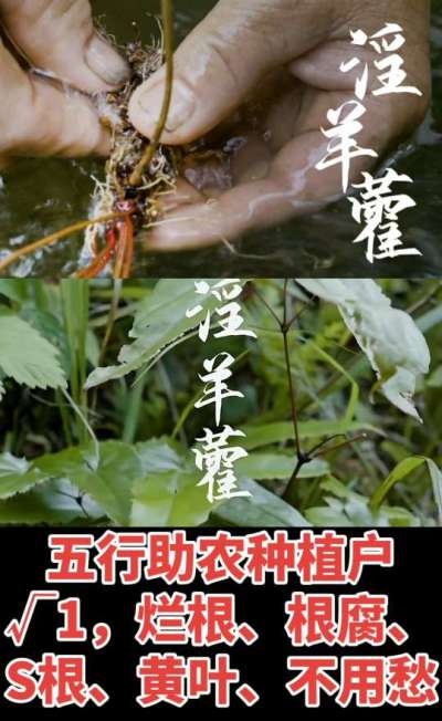 177，1907，0725，V 同号
1  老乡们！种淫羊藿不用乱买肥，咱这款专用肥，针对淫羊藿习性配的，壮苗防烂根，采收多卖钱，用过都回头！
2  咱种淫羊藿图的就是省心高产！专用肥薄肥勤施，苗不烧