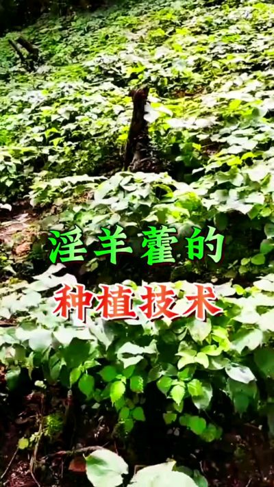 揭秘&ldquo;仙草&rdquo;淫羊藿的种植密码！耐严寒耐贫瘠，林下套种不占耕地，管理简单还能套种其他作物，一亩地的投入两亩地的收益～ 想返乡创业的赶紧码住！ #淫羊藿种植技术 #返乡创业项目 #药材种植指南 #农业新风