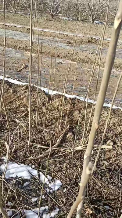 臭椿苗，一年苗，需要联系我，全国包邮到家。18534302961