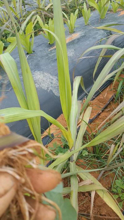 黑甘蔗种植下去，三个月。第一次追肥，