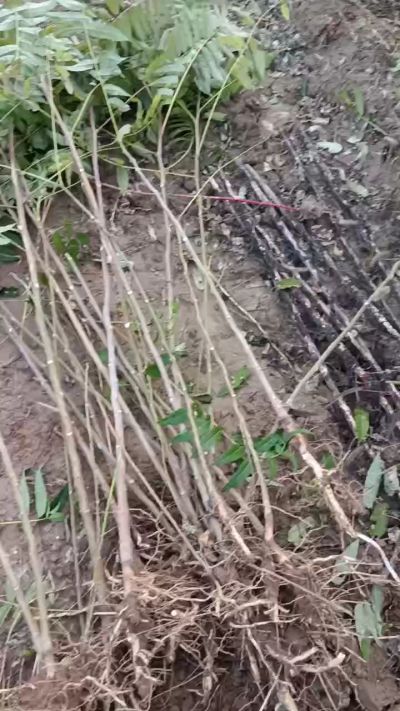 出售臭椿苗，巨峰葡萄苗。药用连翘苗，科研五号优质种苗，2/5年苗，药用连翘树，挂果树，全国包邮到家！财富密码18534302961