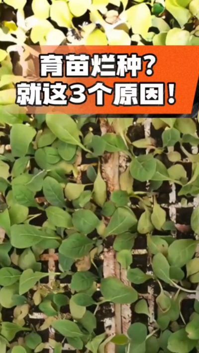 烤烟育苗烂种？3个原因讲清楚！消毒、控水、控温，做到就苗齐苗壮🔥
#烤烟育苗 #烤烟种植 #烂种防治 #烟农